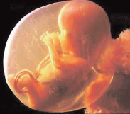 "La 194 sull'aborto: una legge da migliorare?"