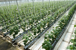 Linnovazione nel settore agroalimentare