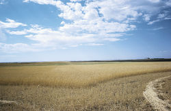 Master in Architettura del Paesaggio Agricolo