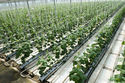 Linnovazione nel settore agroalimentare